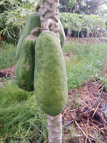 Papaya dieback disease