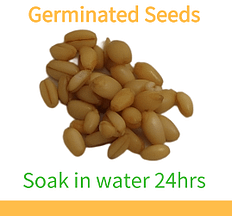 Wheatgrass Seeds Germination