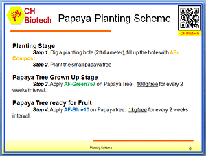 Papaya Planting Scheme