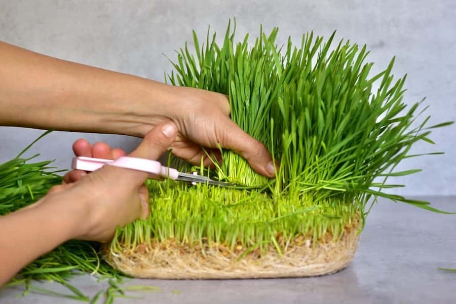 trim wheat grass