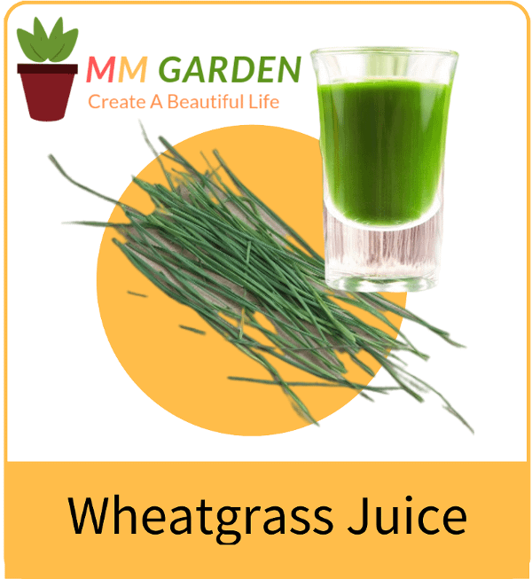organic wheatgrass juice