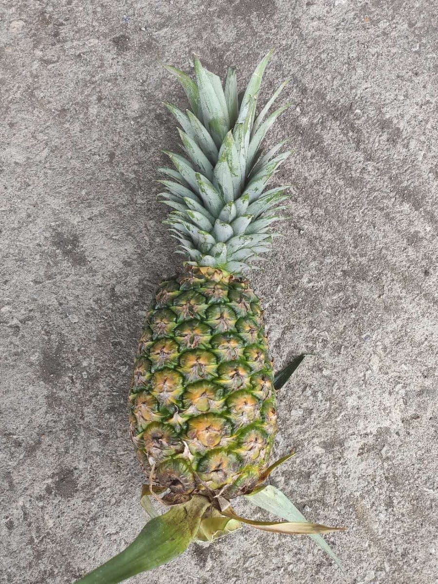 MD2 Pineapple