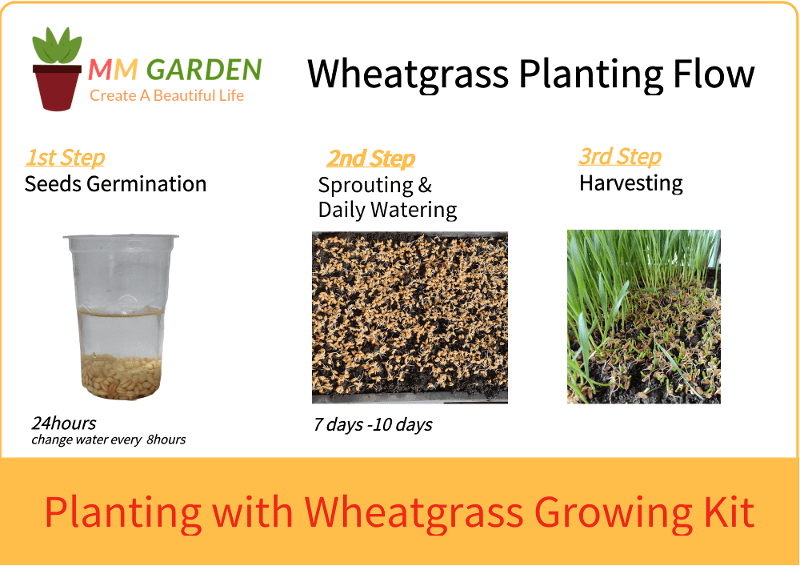 Wheatgrass Seed Planitng Scheme