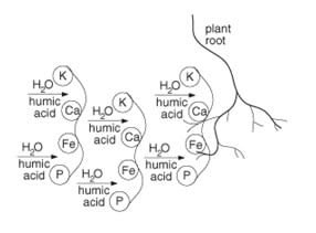 Root Nutrient Transfer Diagram