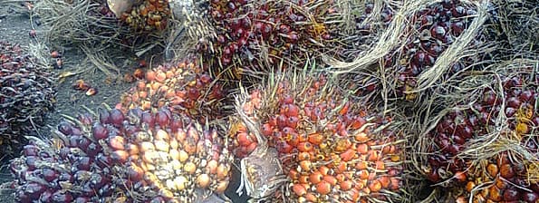 oil palm