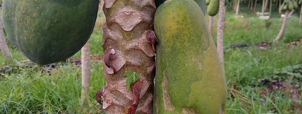 Papaya dieback disease